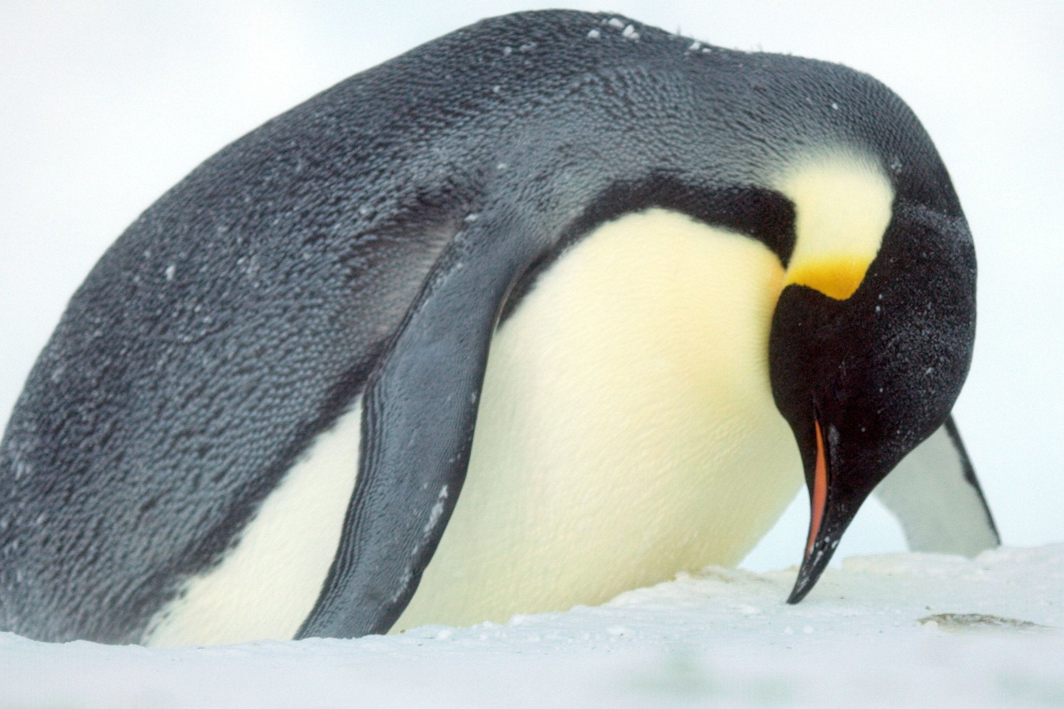 A mother levers her way out of a gully while carrying her precious chick, using her beak, like an ice-pick