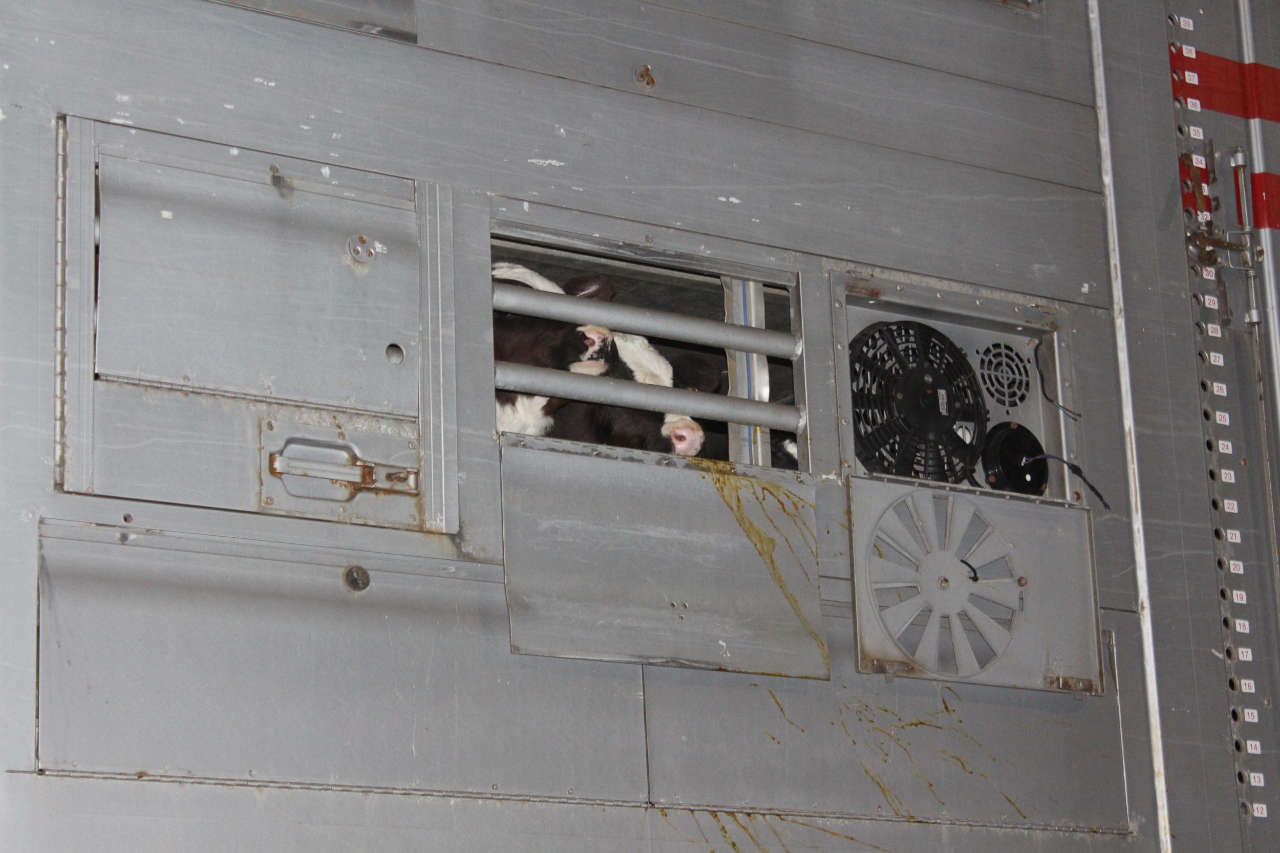 Calves peer out from a truck at Ramsgate