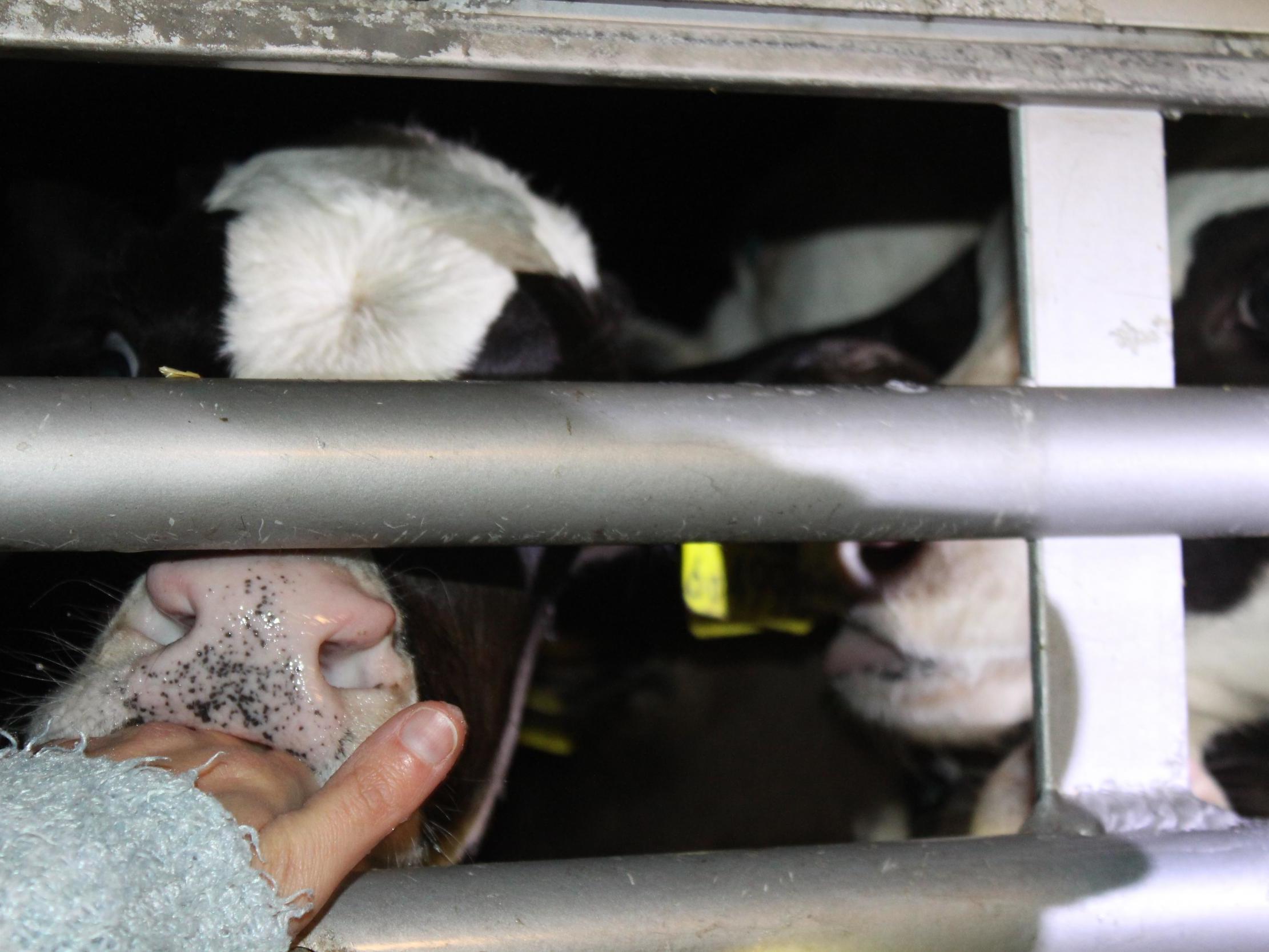 Live exports were banned from Britain last year but are still legal in Europe