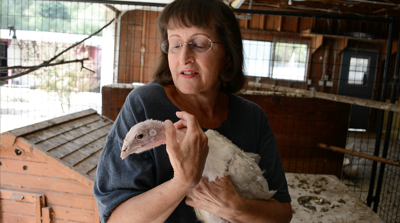 A volunteer holds a rescued turkey. Courtesy of Direct Action Everywhere.