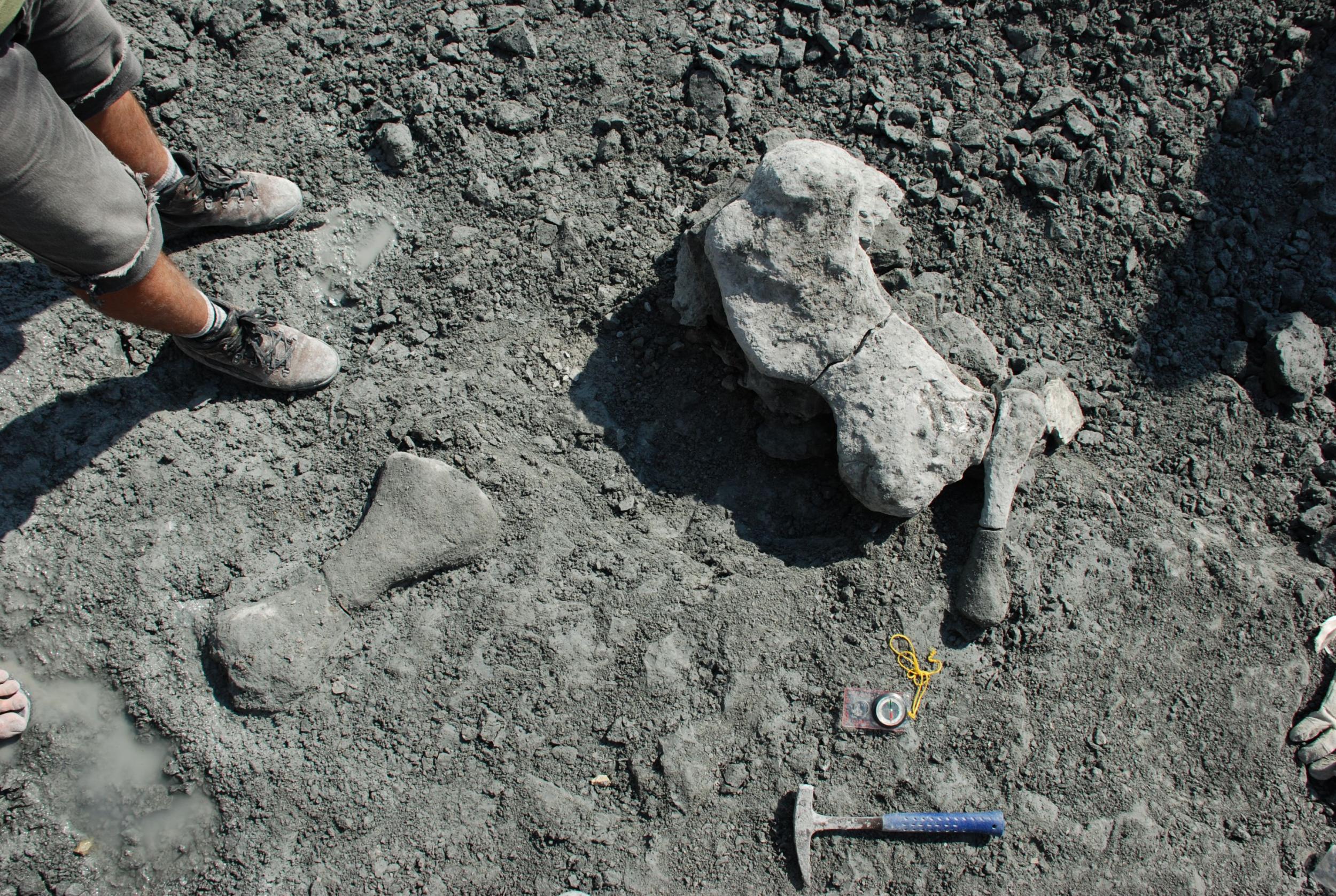 Limb bones of the dicynodont found in Poland