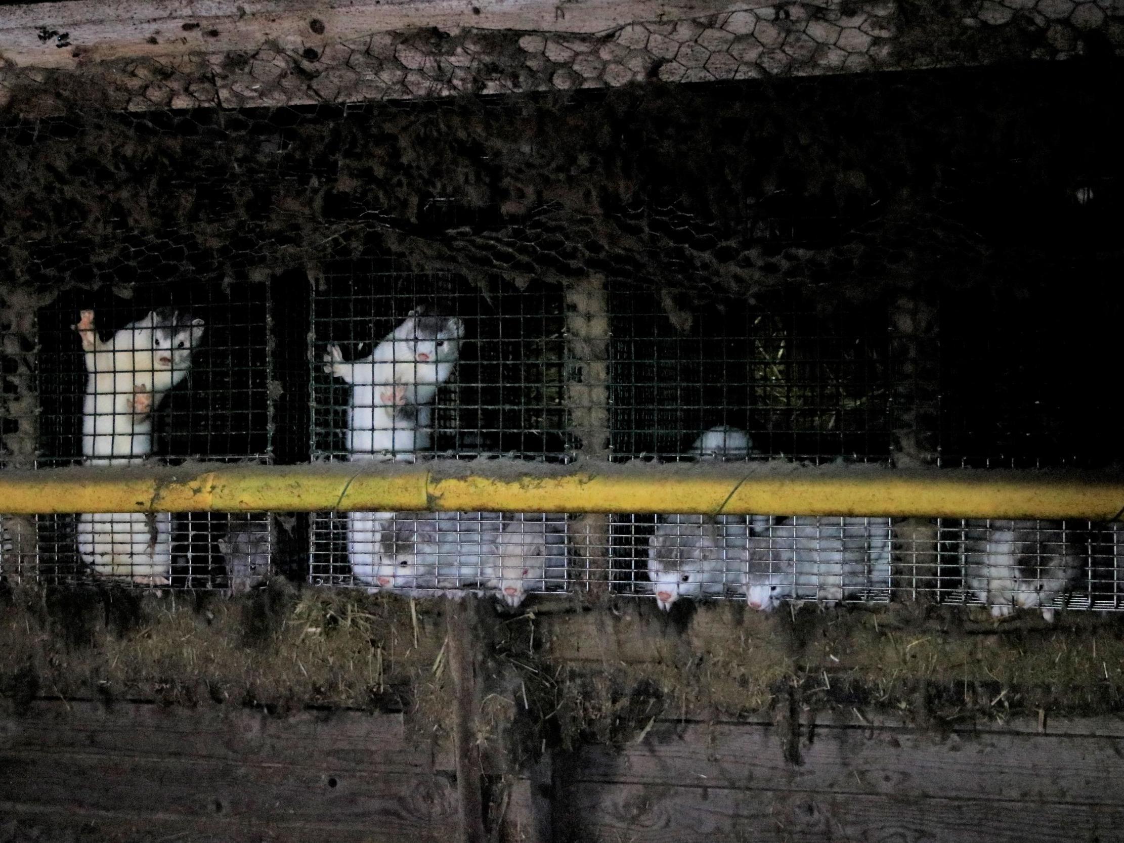 Caged animals resort to cannibalism on ‘high welfare’ fur farms linked to Britain’s most upmarket brands and sellers