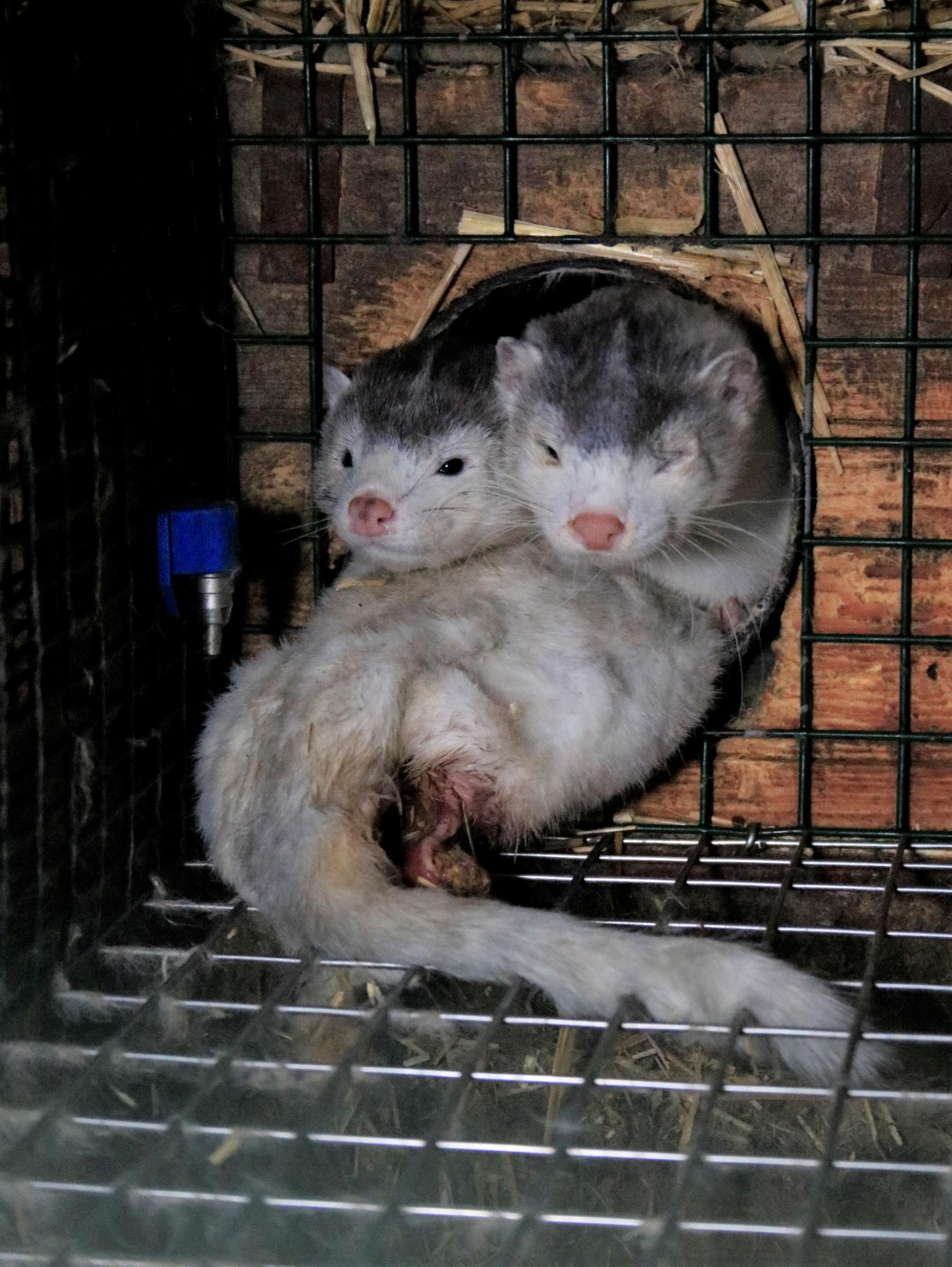 Mink showing flesh wounds sharing a cage (HSI )