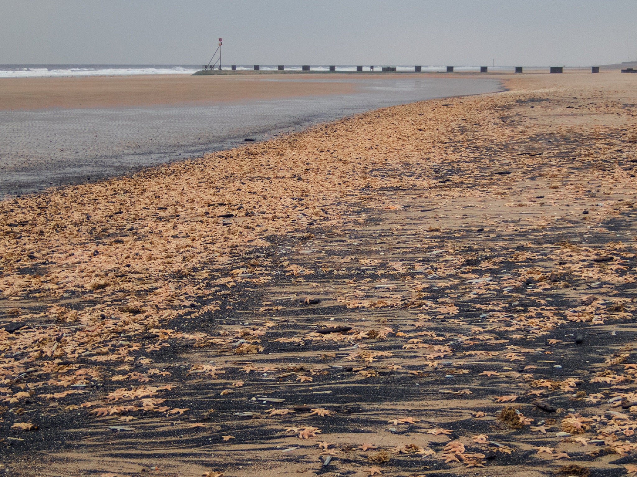 Tens of thousands of starfish washed up on on the beach at Mablethorpe, Lincolnshire.