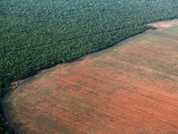 One of the devastating side-effects of gold mining is deforestation and degradation of protected natural areas, study finds.