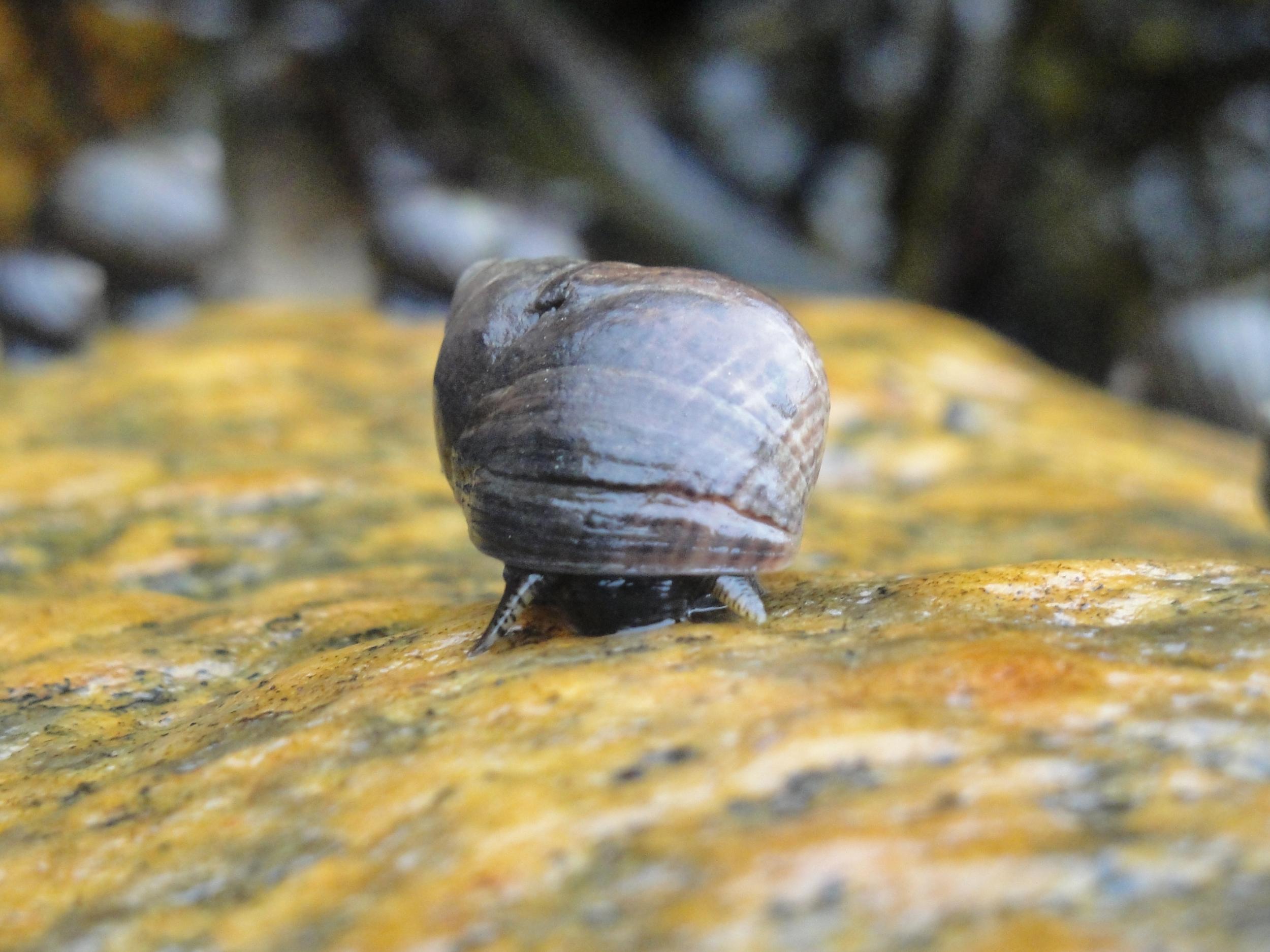 The experiments focused on the impact of plastic chemicals on the evasive behaviour of the common periwinkle