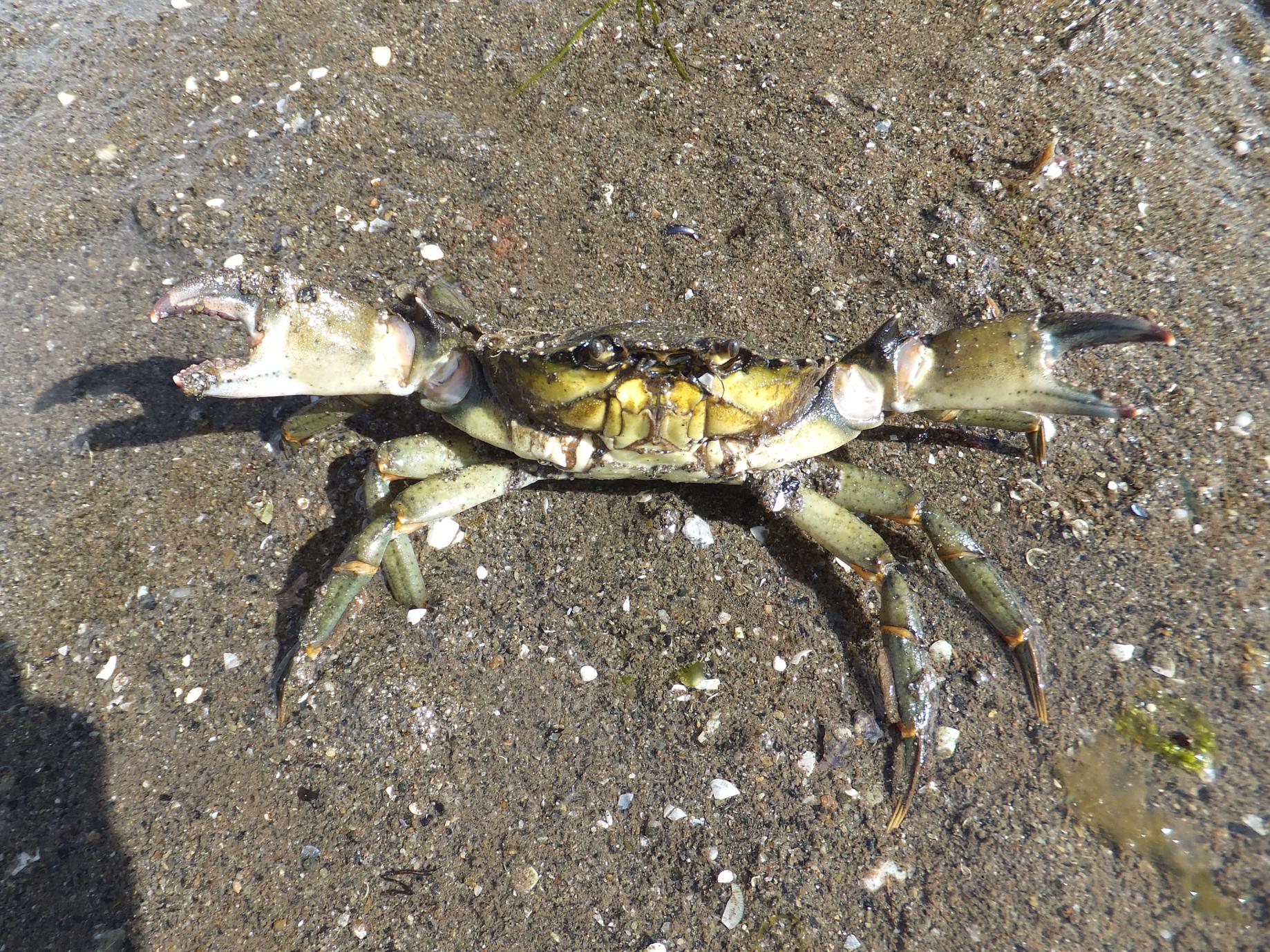 Sea snails are vulnerable to crab attack, but can normally take defensive action after sensing crab chemicals in the water