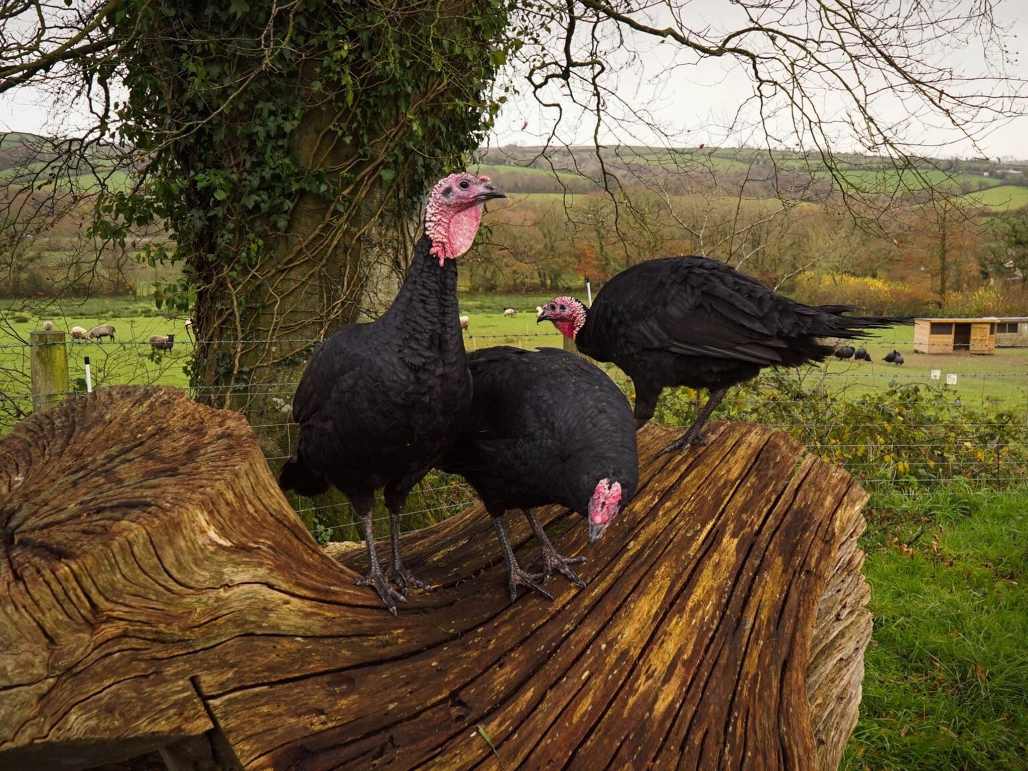 A staggering 90 per cent of the UK’s turkeys are now intensively farmed, unlike these birds from Wonnacott farm, Devon
