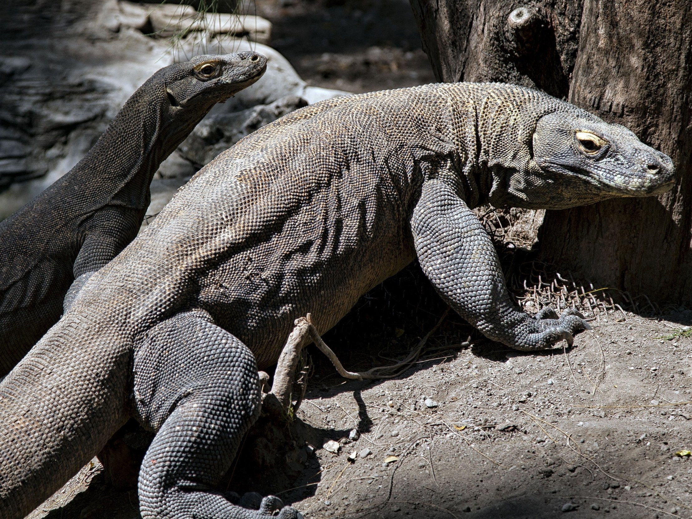 Komodo dragons are the world’s largest living lizards