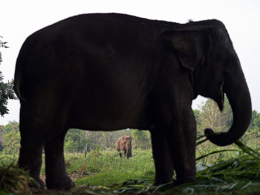 Up to two people a year are killed by the mammals in areas surrounding the park