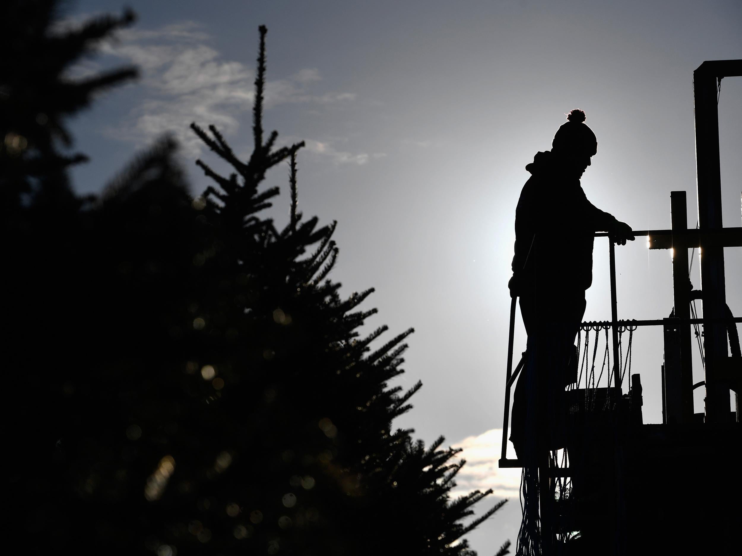 Christmas tree growers are having to plant their crops in autumn in order to prepare for heatwaves