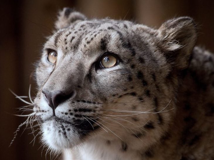 Margaash was an eight-year-old leopard