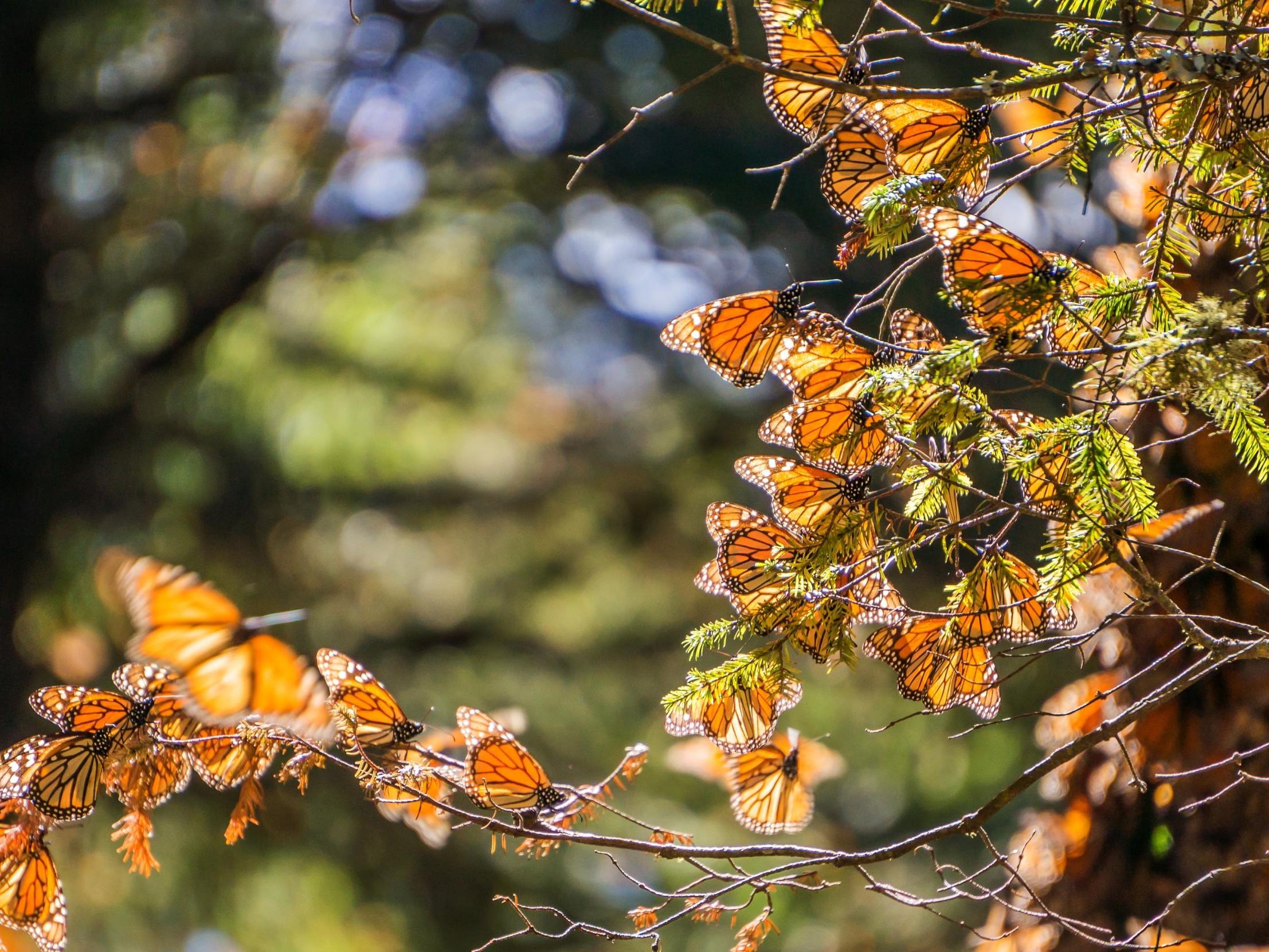 Monarch Biosphere Reserve in Mexico