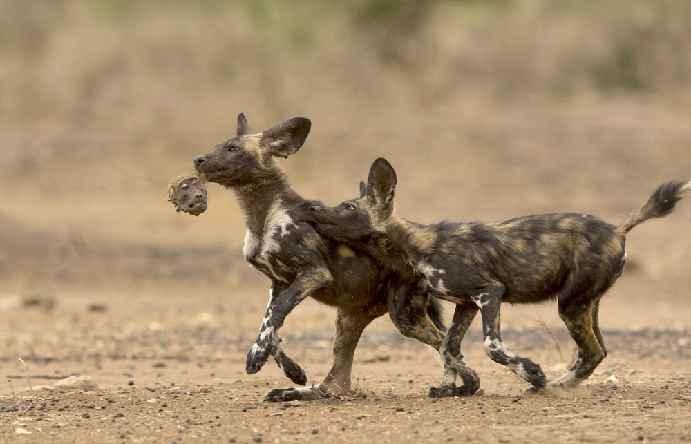 This arresting picture was highly commended in the Wildlife Photographer of the Year exhibition