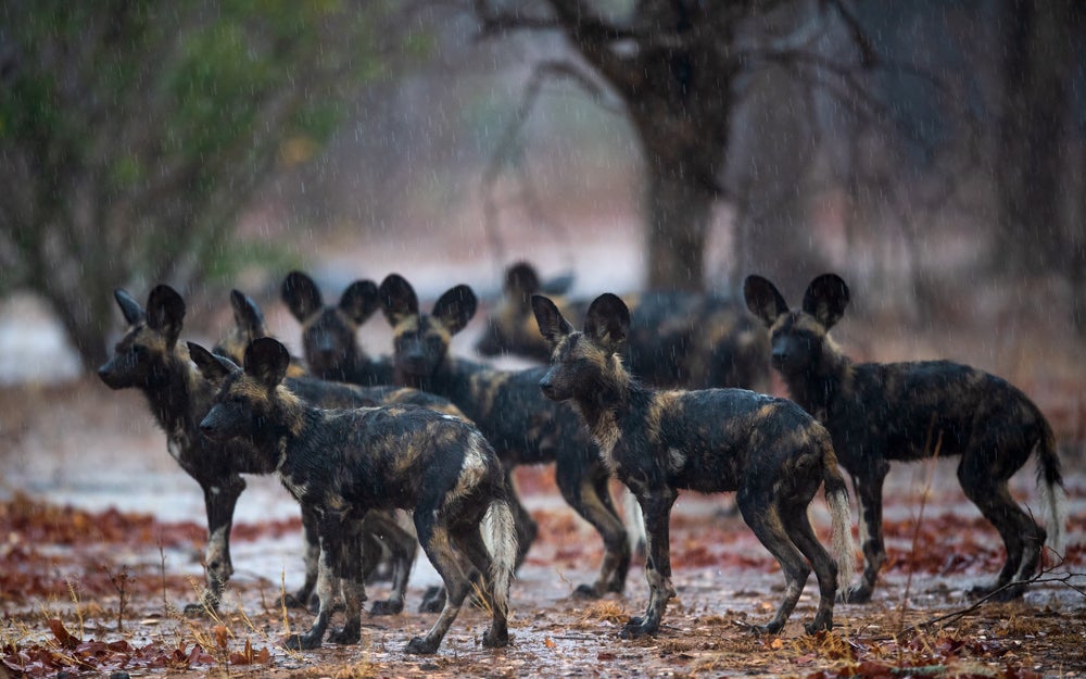 Blacktip’s pups enjoying the rain