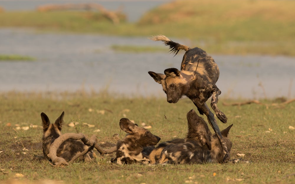 Pip having fun with her pups