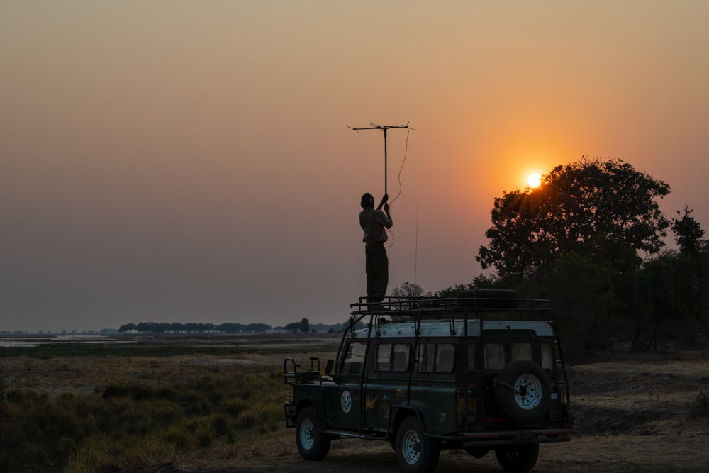 Thomas Mutonhori uses a telemetry receiver to find the painted wolves