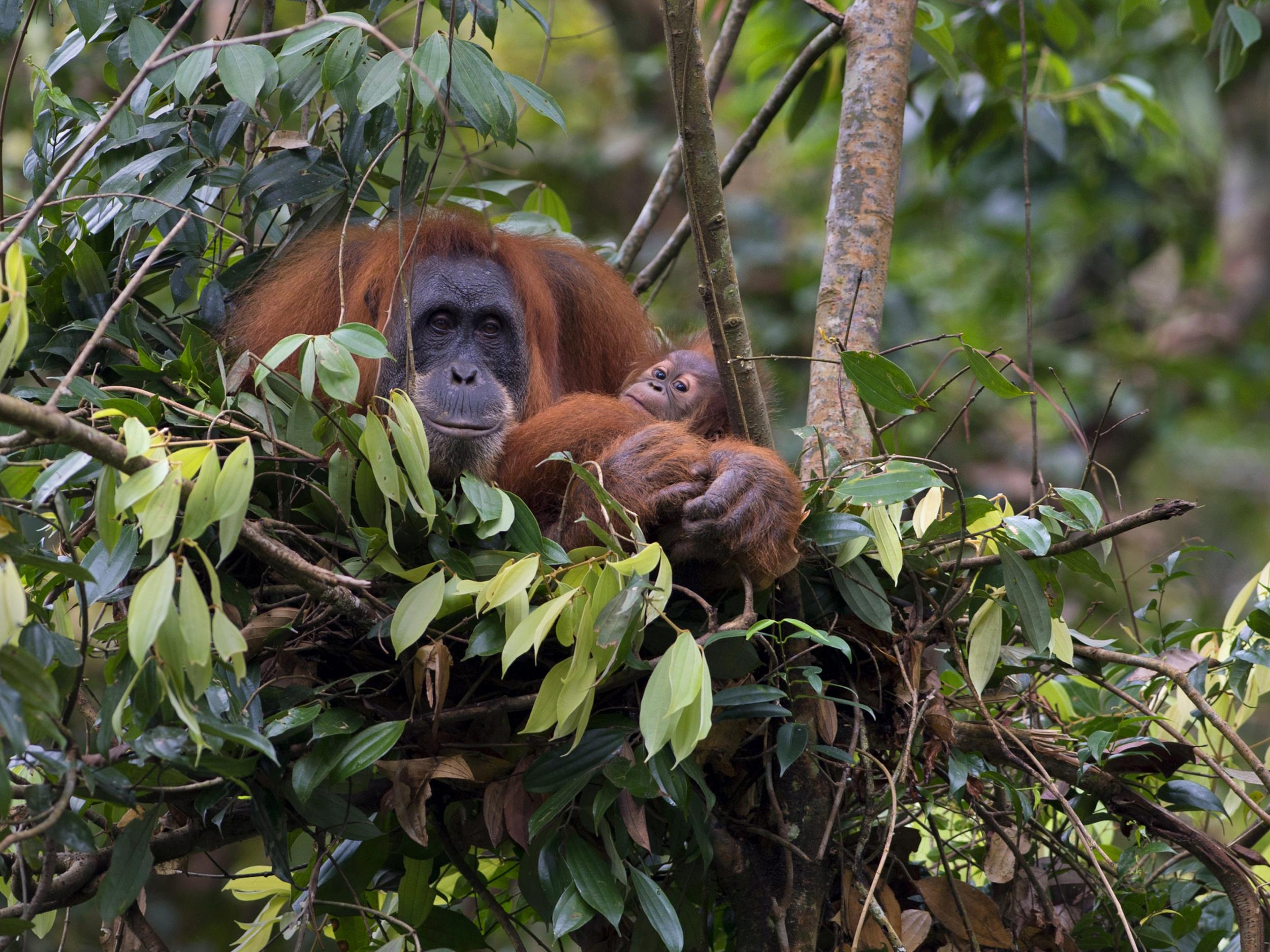 Orangutans are being killed by palm oil production