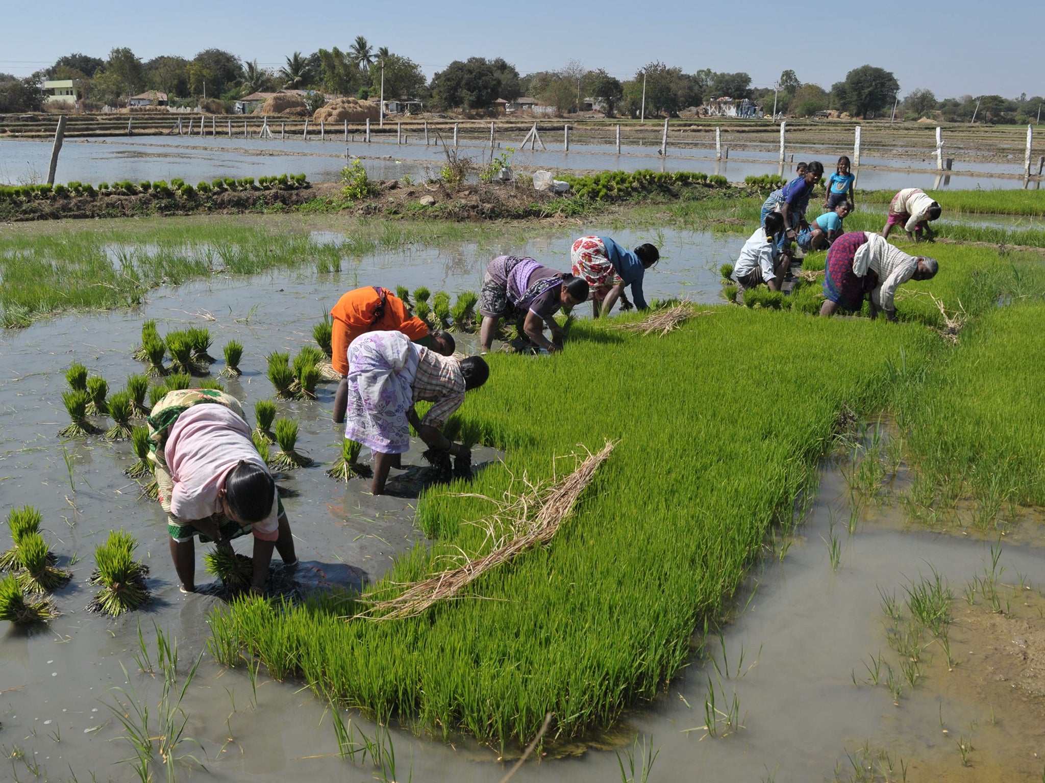 Labourers work in a paddy field in Medak district (AFP/Getty)