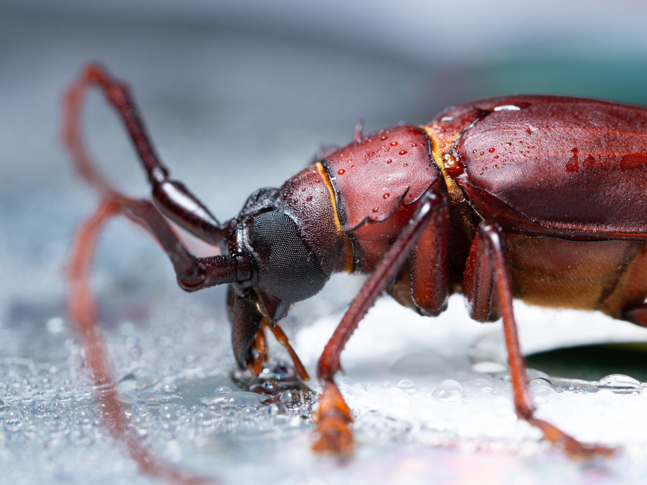 Flour beetles produce vastly less sperm in lab tests