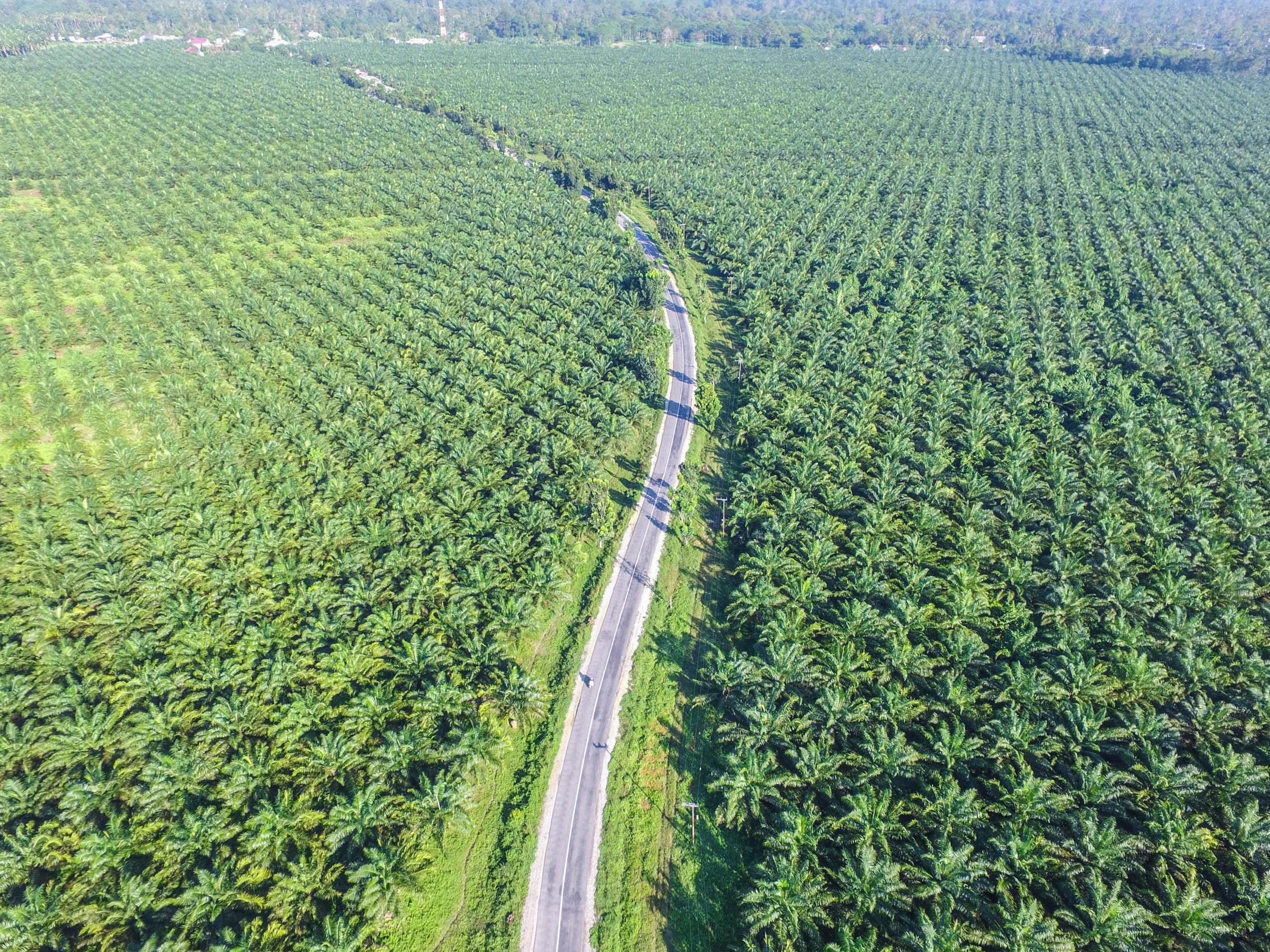 Vast tracts of rainforest have been cleared across Indonesia to make way for palm plantations