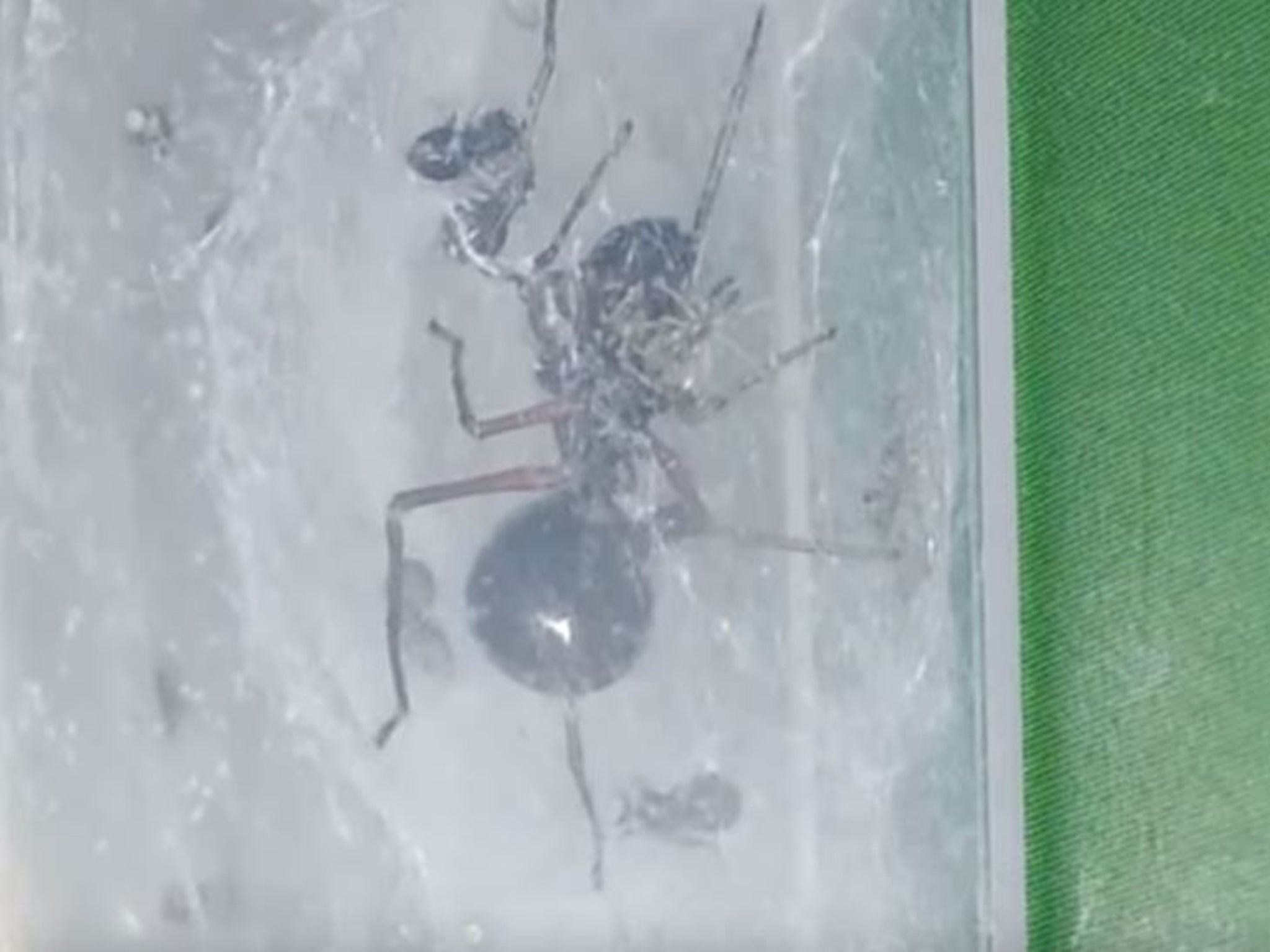 A small jumping spider nurses her young with milk