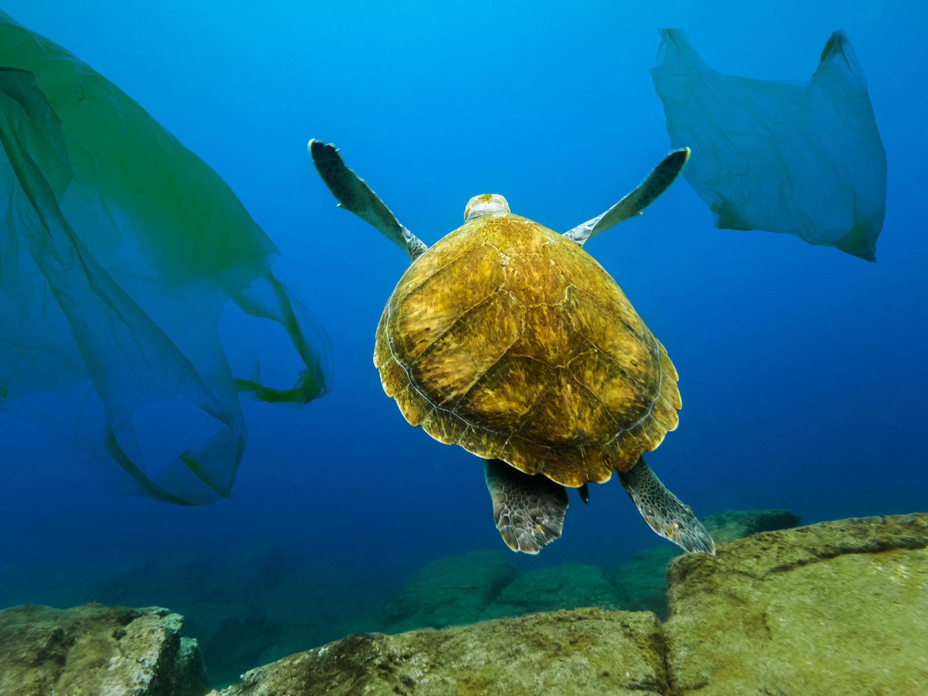 Plastic in the sea could treble in a decade unless marine litter is tackled (Getty)