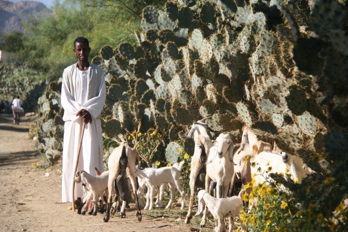 Livestock market in Keren