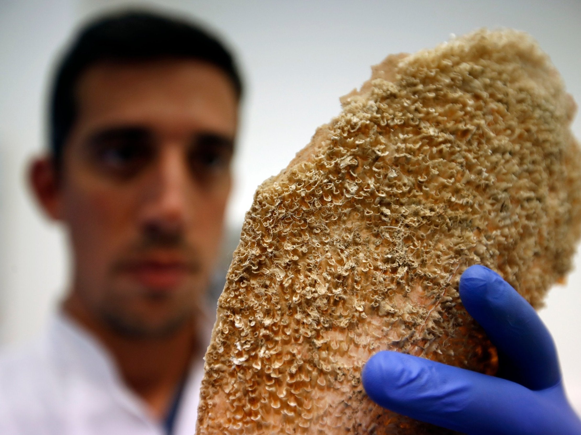 A marine ecologist holds a dead noble pen shell clam