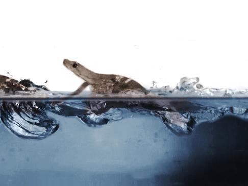 High speed video was able to capture the motions the geckos used as they traversed the water surface