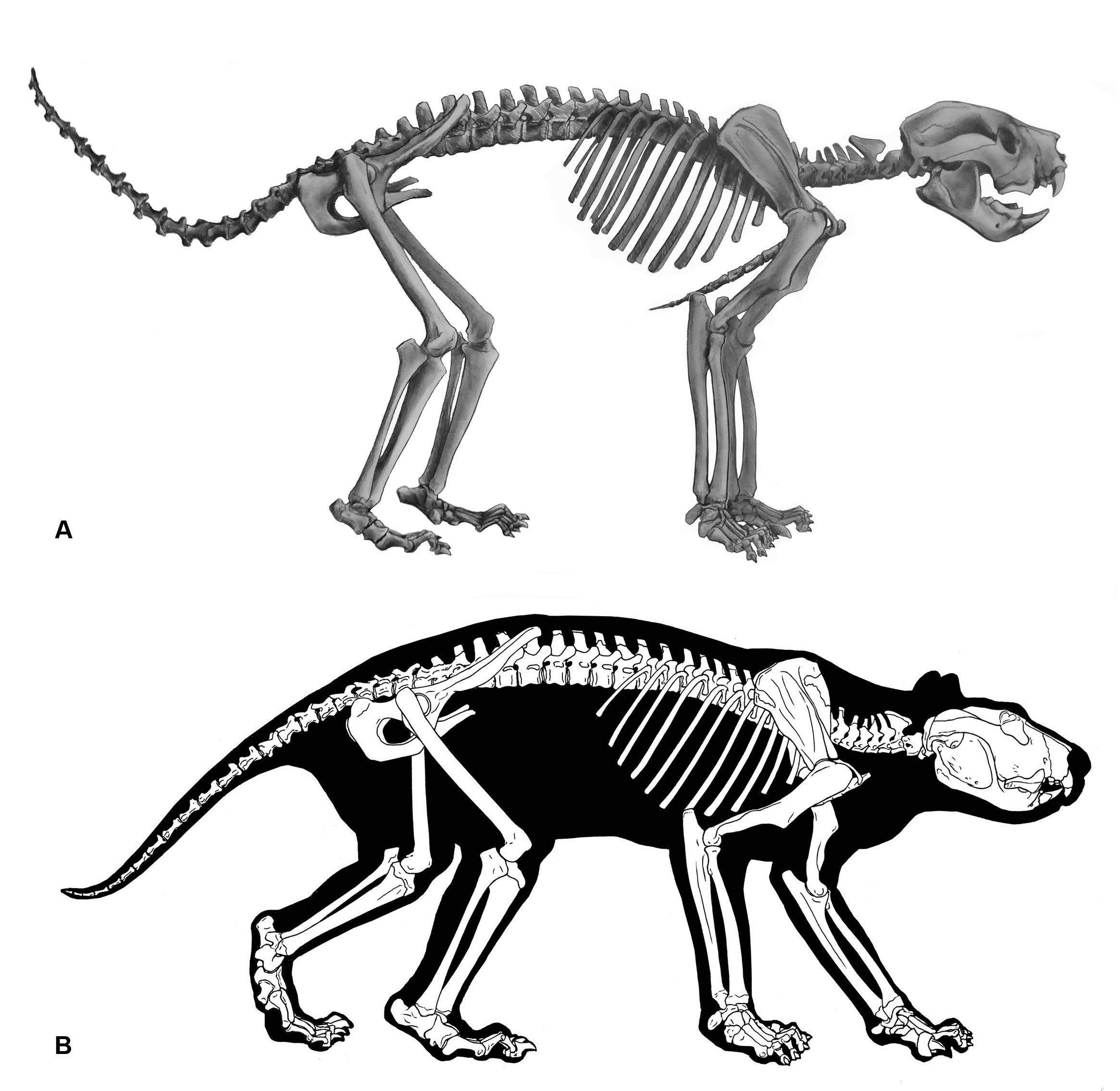 (A) Reconstruction of the skeleton of T. carnifex. (B) Body outline based on examination of musculature evident in X-ray imaging of other marsupials