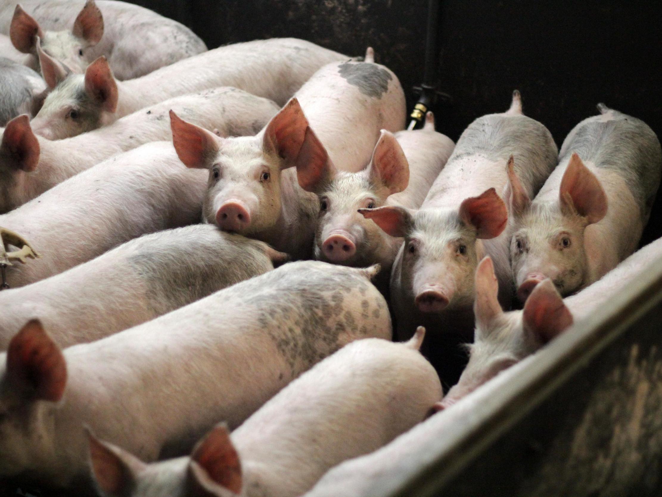 Pigs in an overcrowded shed in the EU