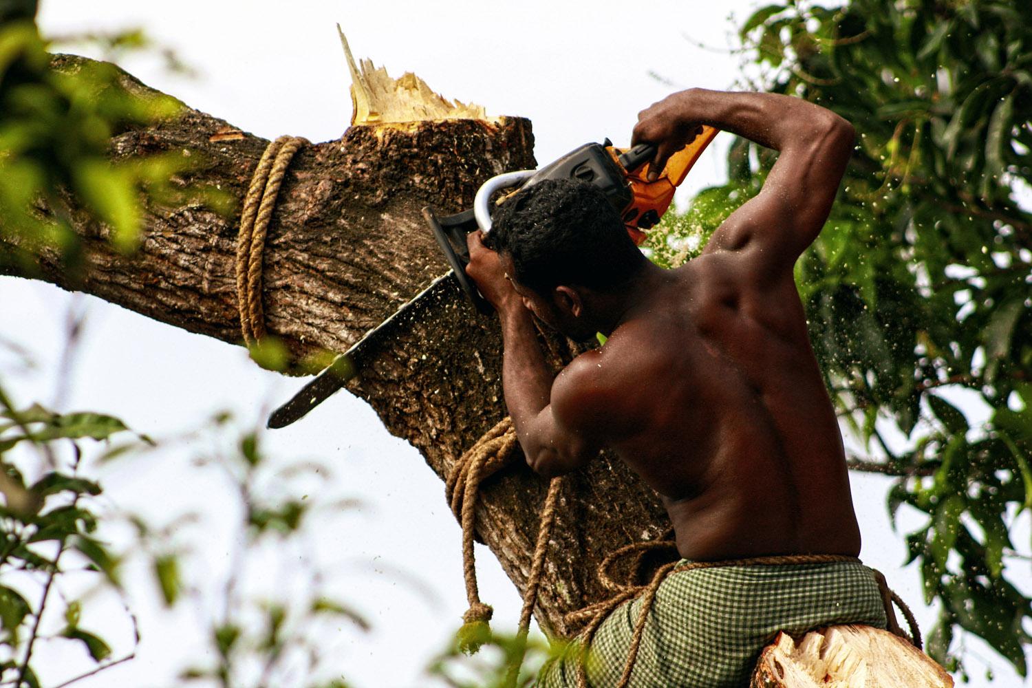 Kollam, Kerala, 
India: 
On my summer 
holidays in India 
our neighbour’s 
30+ year old 
Mango tree 
was
cut down. It was a 
sad sight to watch 
as this was a fruit 
yielding tree, 
home to many 
birds and a lot of 
shade under it on 
a hot sunny day.