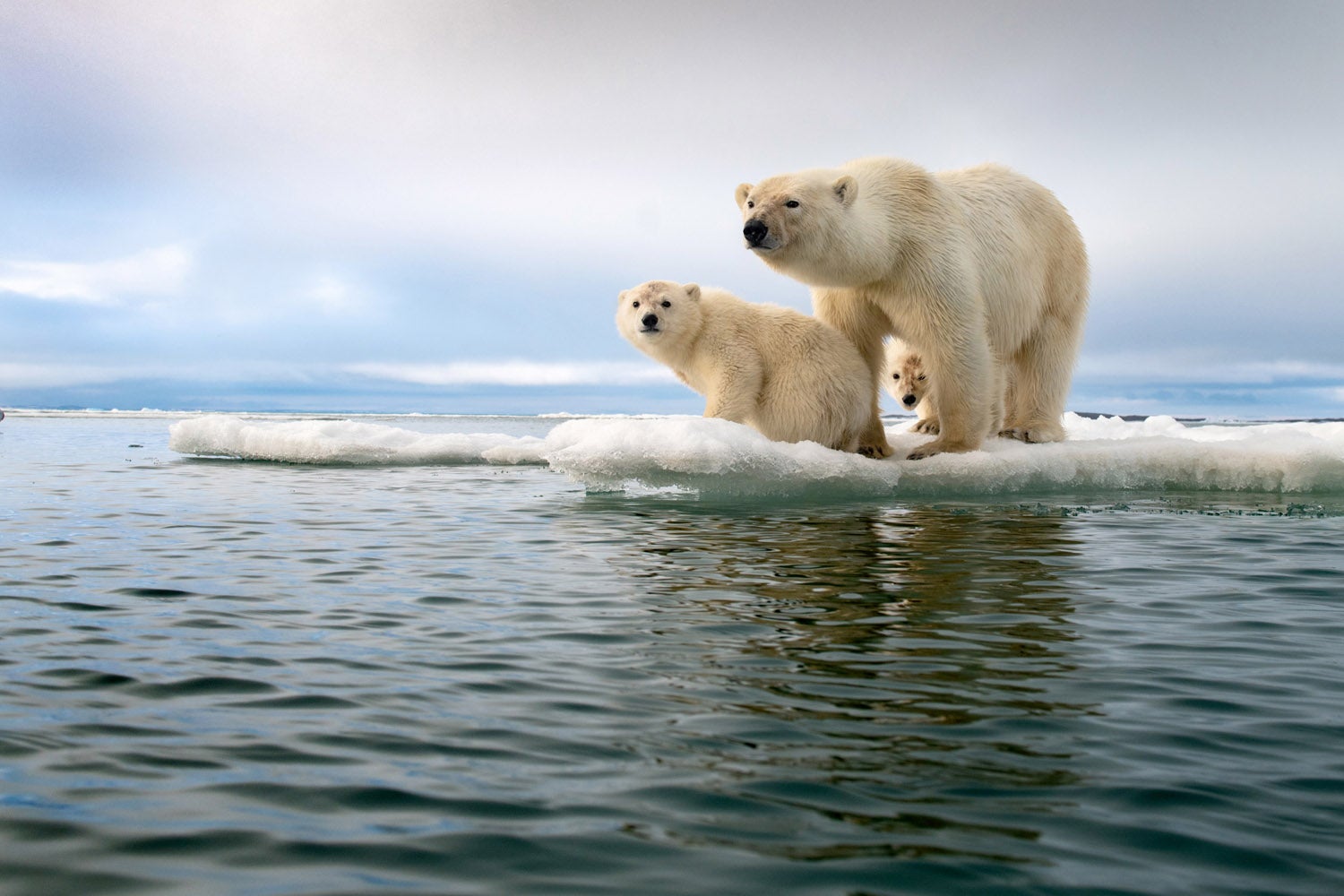 One of the winning entries in this year's awards, taken in Svalbard, Norway