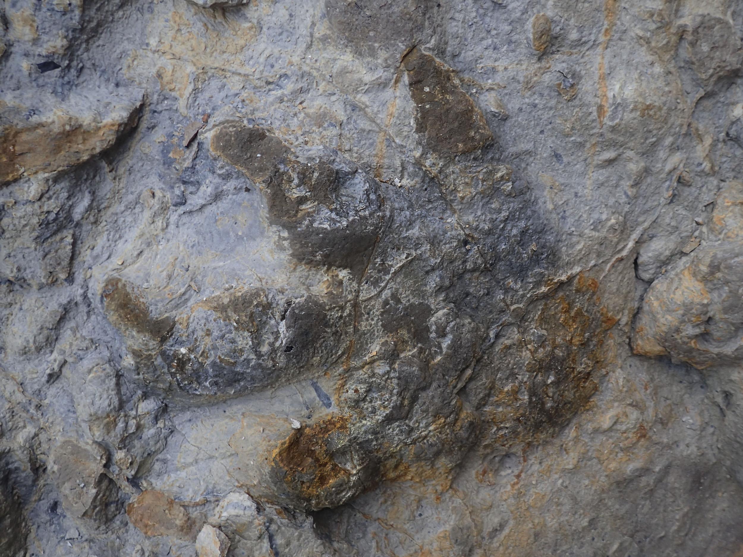 An ankylosaurus footprint from the Sussex site with skin and claw impressions