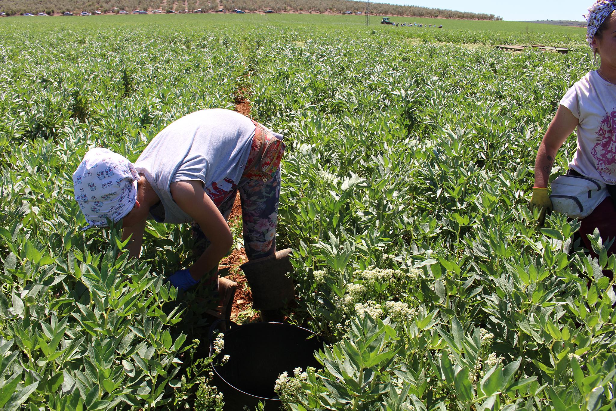 Villagers work in the fields or factory to earn €47 for a six-and-a-half-hour day