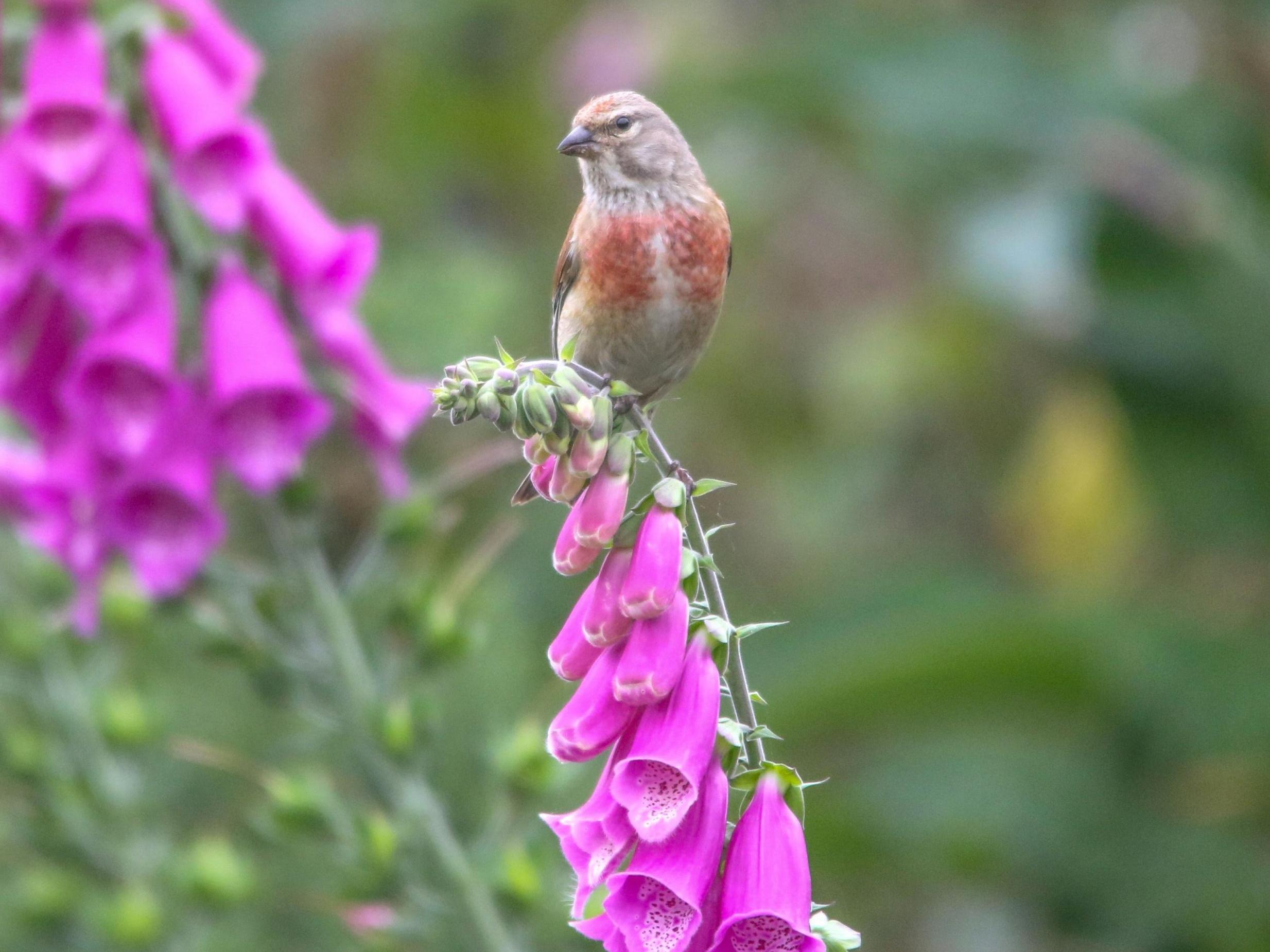 Licences to shoot up to 100 rare linnets were granted