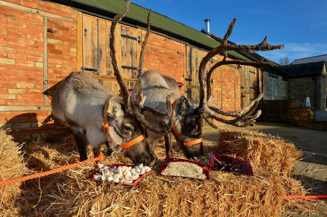 Reindeer expert Phil Endsor has said carrots are not part of the animal's natural diet