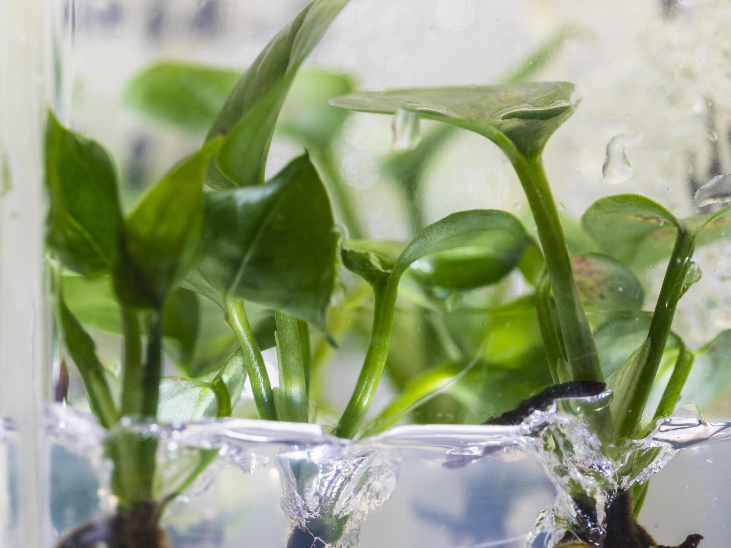 Scientists added a gene to household plant pothos ivy that allowed it to break down pollution