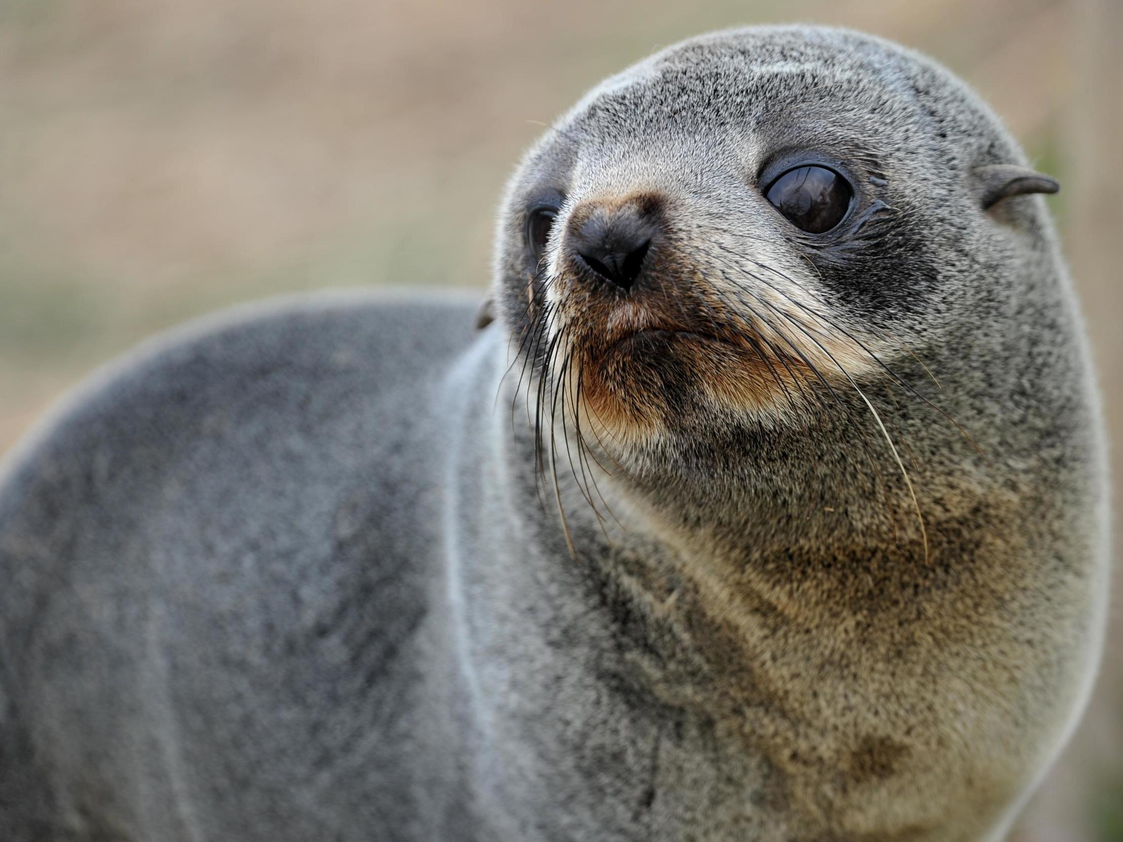 Six fur seal pups have been found decapitated in New Zealand