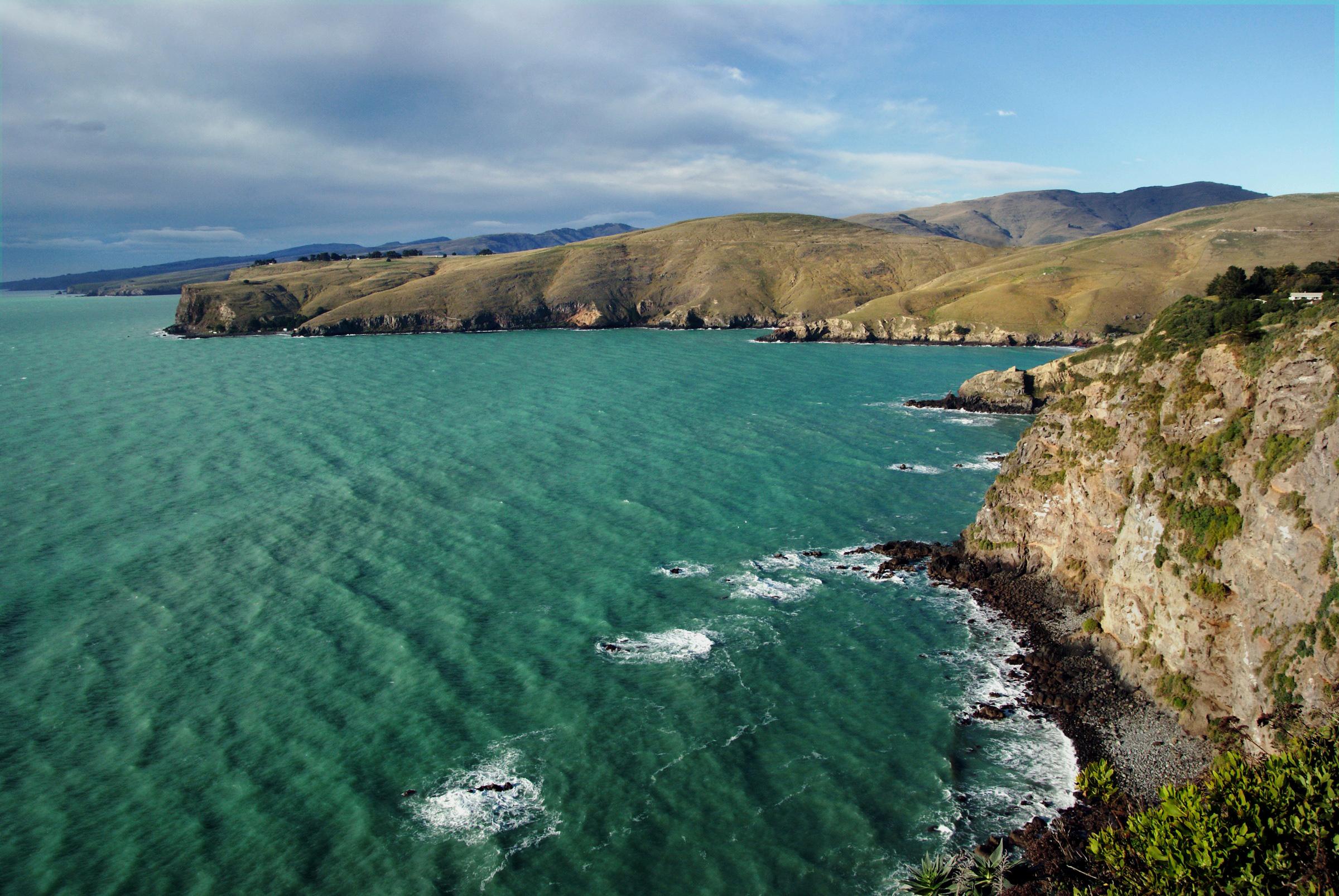 The seals’ bodies were found floating off the coast of the Banks Peninsula