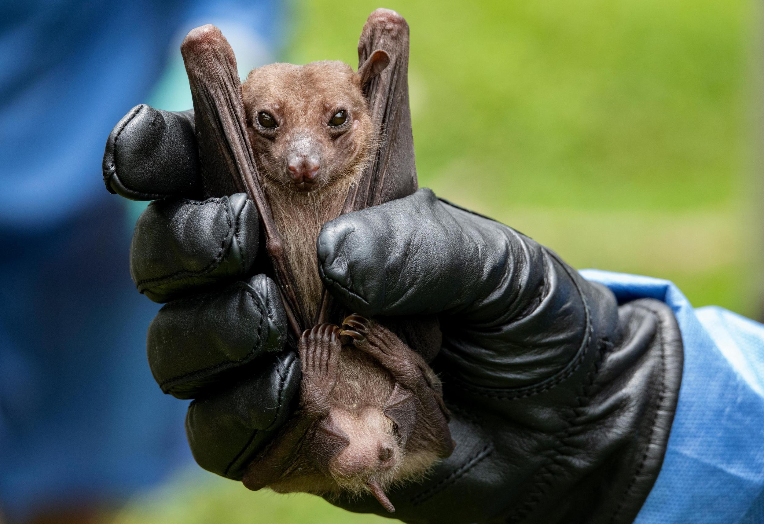 Only males are caught; the scientists don’t want to burden female bats that might be carrying pups (The Washington Post)