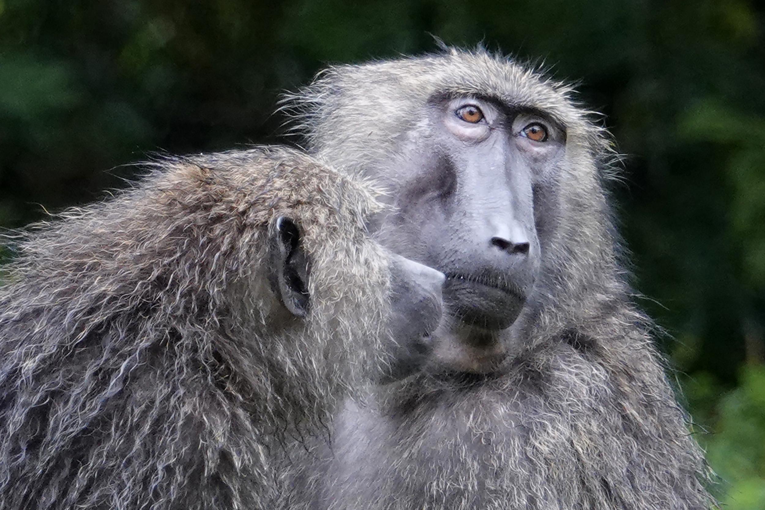 Curious baboons perch on tree stumps at the national park and watch the scientists work (The Washington Post)