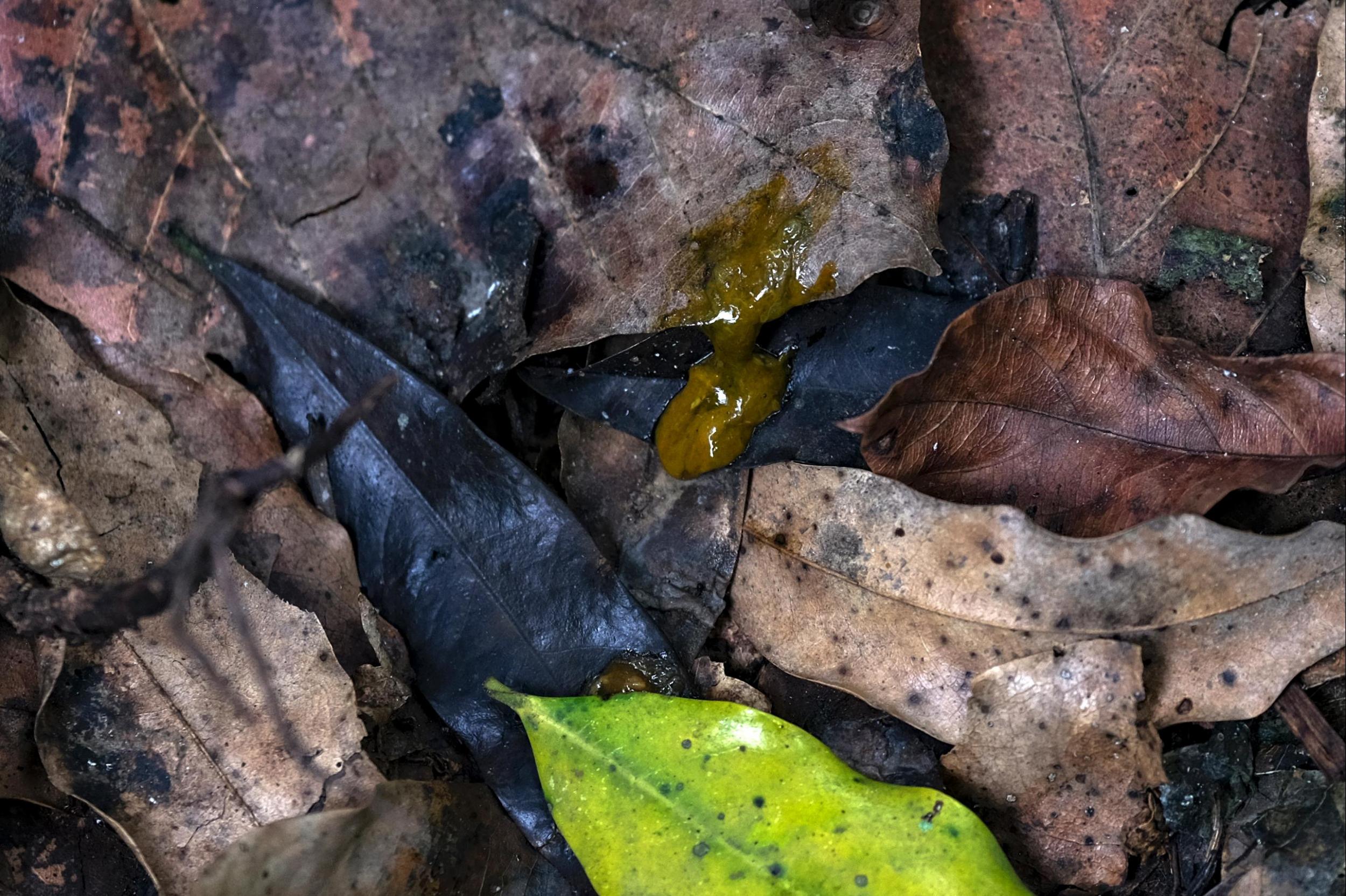 Bats infected with Marburg shed the virus through saliva and faeces, such as the guano seen above (The Washington Post)