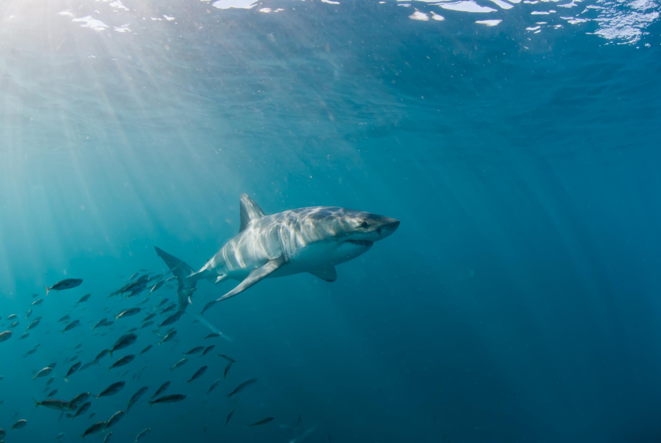 South Africa is well known for its shark diving tourism