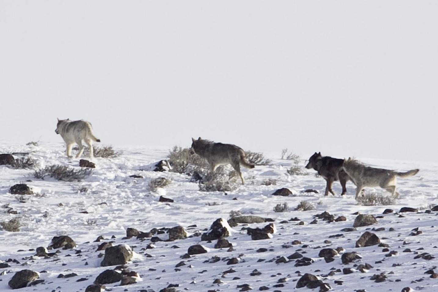 Wolves in Yellowstone, where they have shocked researchers by eating fish (Rex)