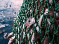 Europe’s most highly-fished species ‘will be reduced to fraction’ by 2100