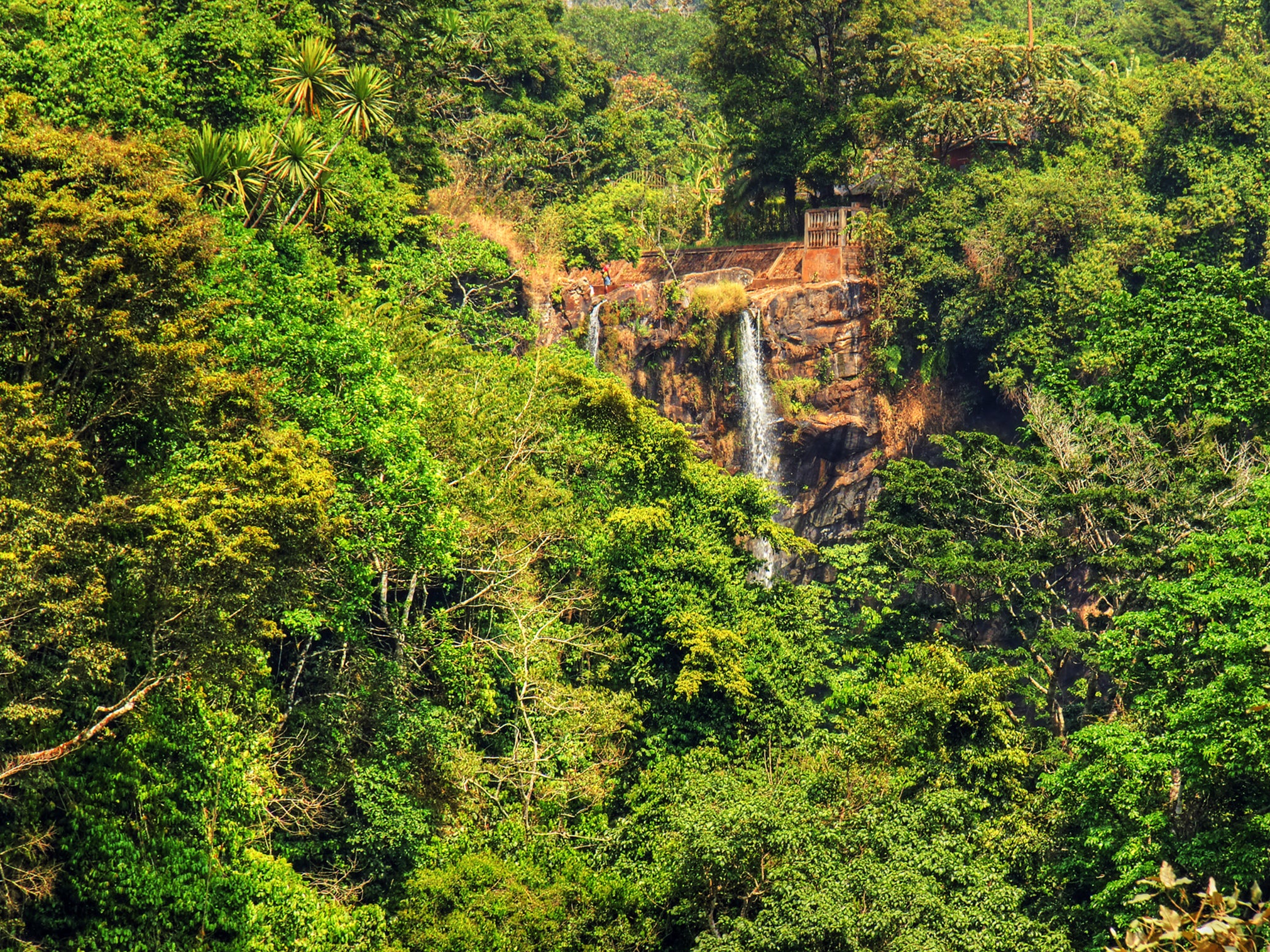 The forests of Cameroon are shrinking, and with them as-yet-unnamed species are vanishing