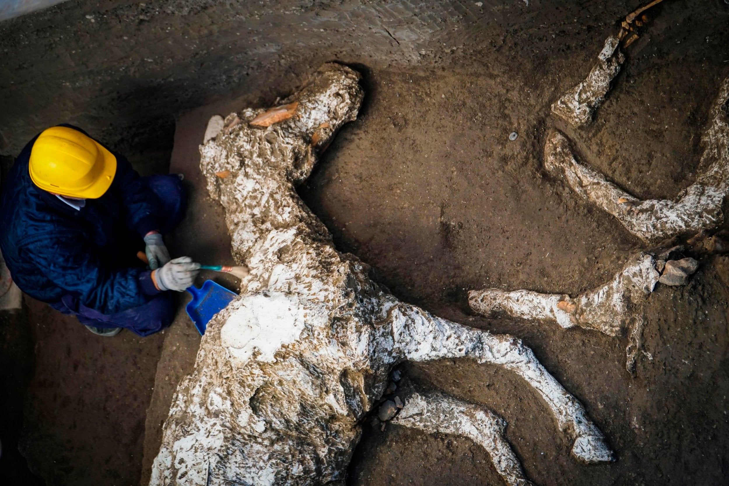 The animal was also found decorated with bronze trimmings