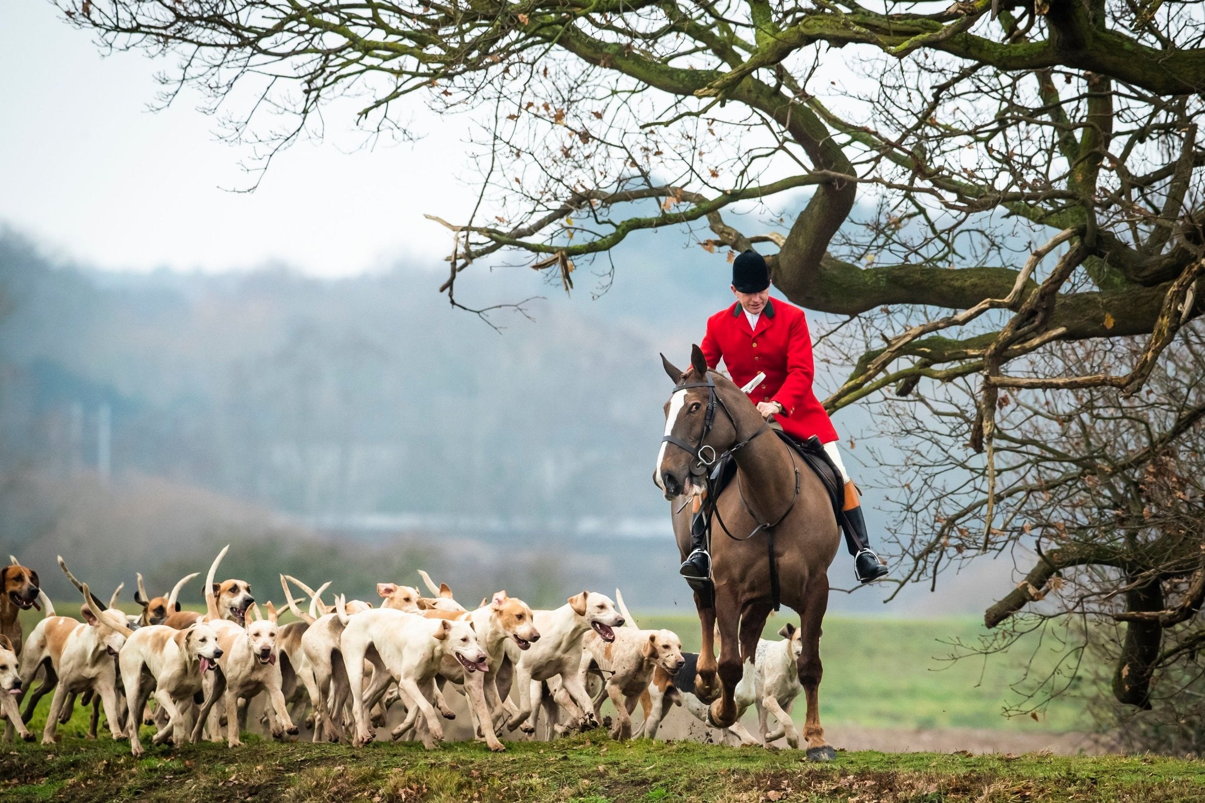 Boxing Day hunts have caused clashes across the country